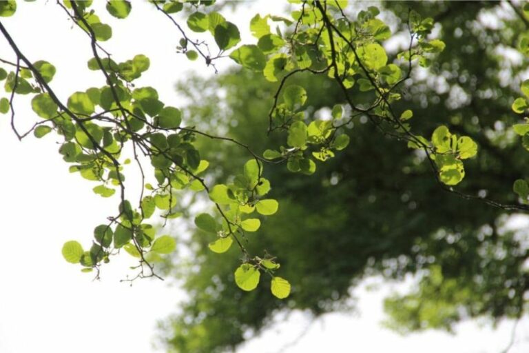 nature - feuilles- lumière